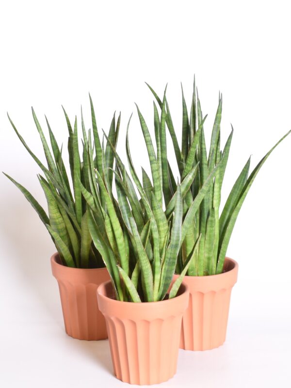 Tseiloni havisaba 'Greenline' P12