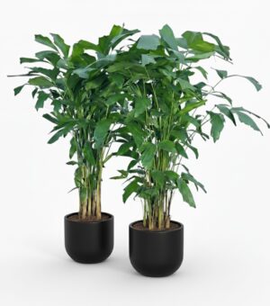 Mahe kalasabapalm P19 100cm