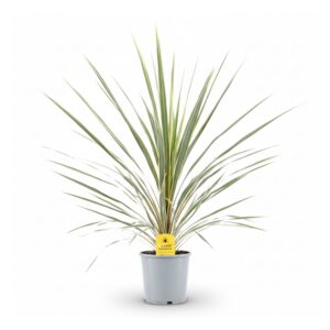 Lõuna-tõlvpuu ‘Variegated’ P17