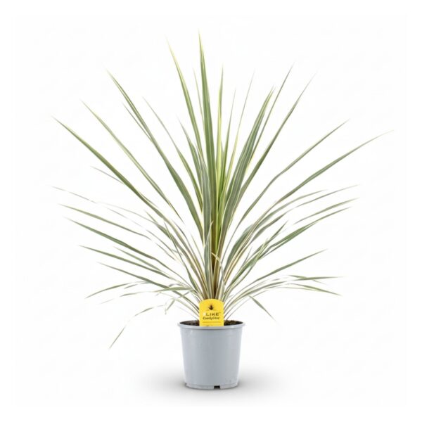 Lõuna-tõlvpuu 'Variegated' P17