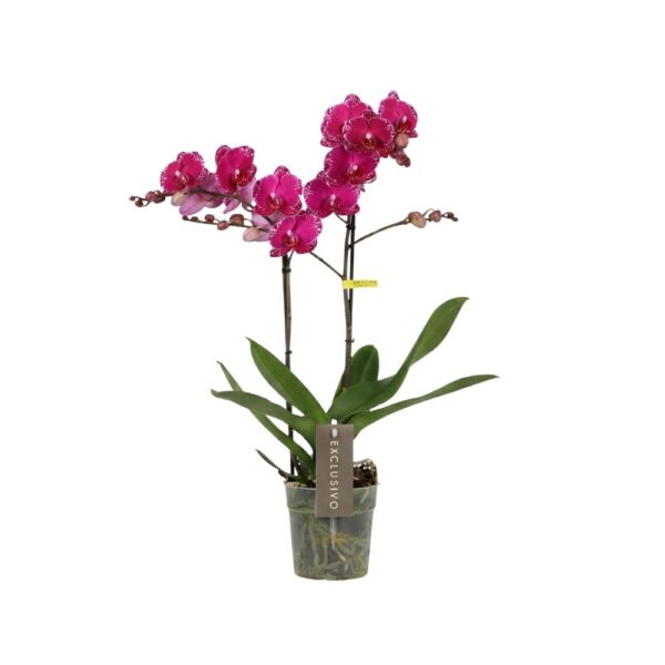 Kuuking 'Exclusivo Asia Violin' P12 2 õievart