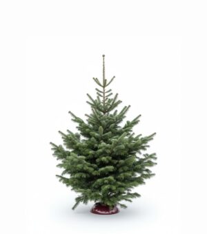 Kaukaasia nulg Nordmann Standard 125-150cm