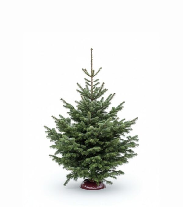 Kaukaasia nulg Nordmann Standard 125-150cm