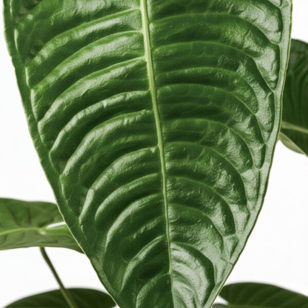 Flamingolill P12 (veitchii)