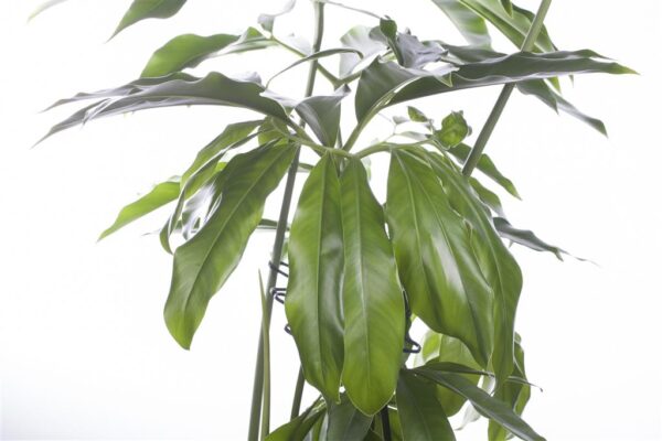 Filodendron 'Funny Bunny' P27 80cm