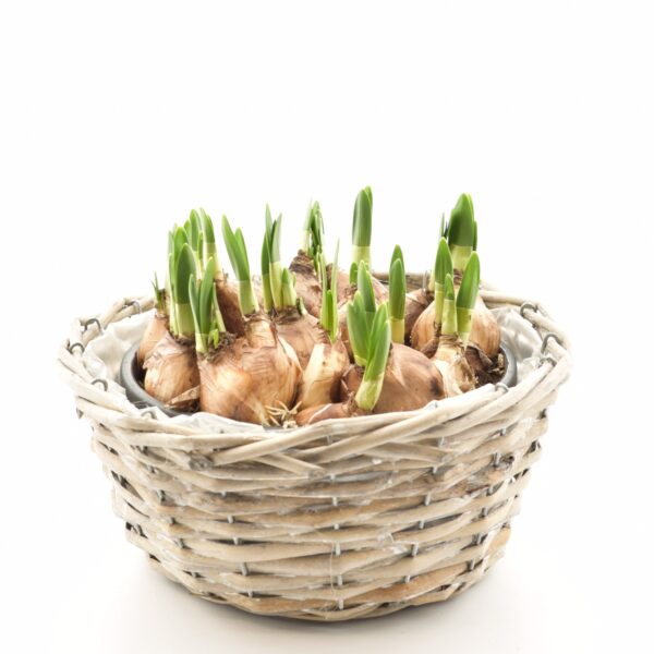 Nartsiss 'Tete a Tete' P19 madalas potis