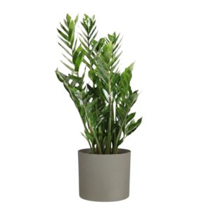 Sulgvõhk ‘Lucky’ P17