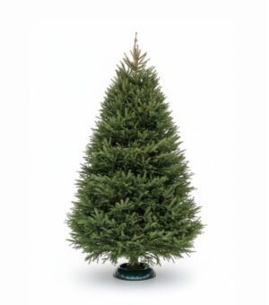 Jõulukuusk 250-300cm