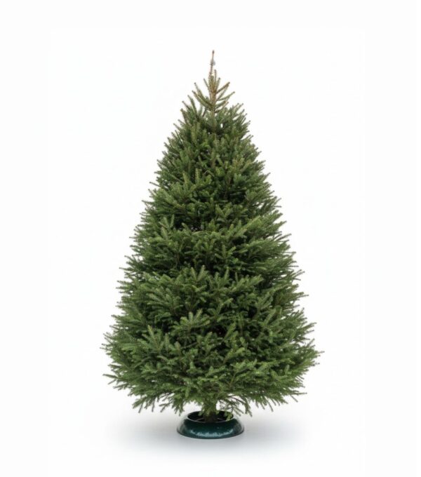 Jõulukuusk 250-300cm