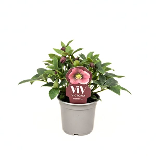 Kaukaasia lumeroos 'VIV Victoria' P14