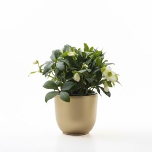 Must lumeroos ‘Wintersun’ P17