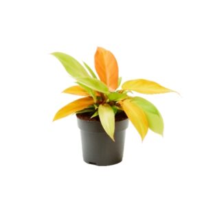 Filodendron ‘Prince of Orange’ P14