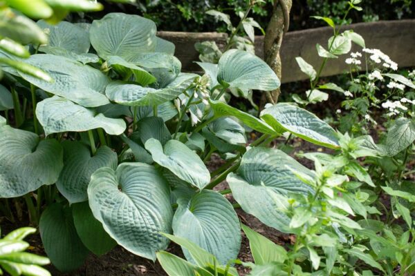 Hosta 'Big Daddy' P11