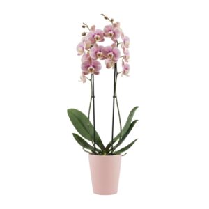 Kuuking ‘Berger’ P12 2 õievart