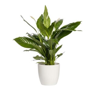 Tõlvlehik ‘Sweet Lauretta’ P19