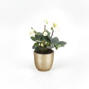 Must lumeroos ‘Christmas Carol’ P10,5 15cm