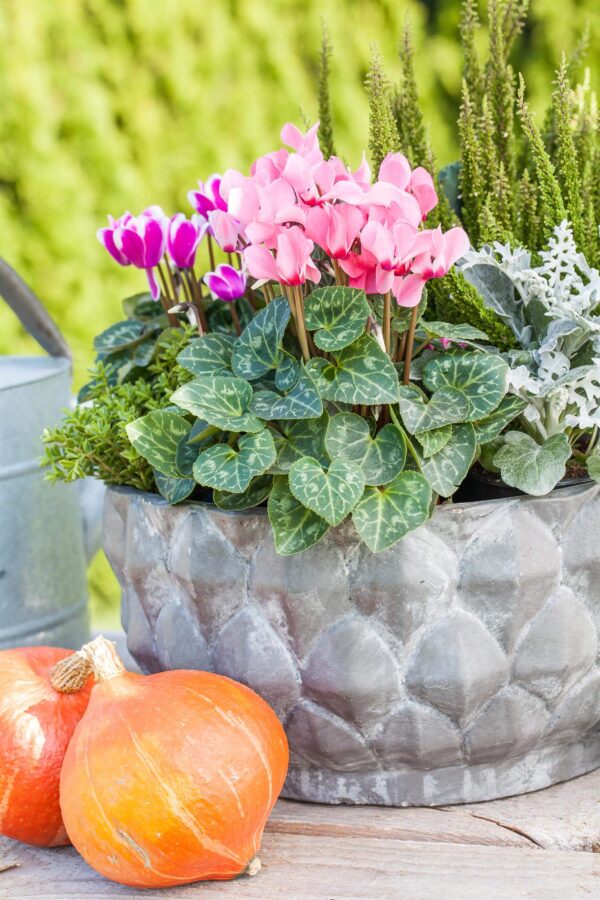 Alpikann P12/P13 erinevad