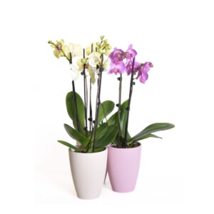 Kuuking P12 erinevad 1-2 õievart