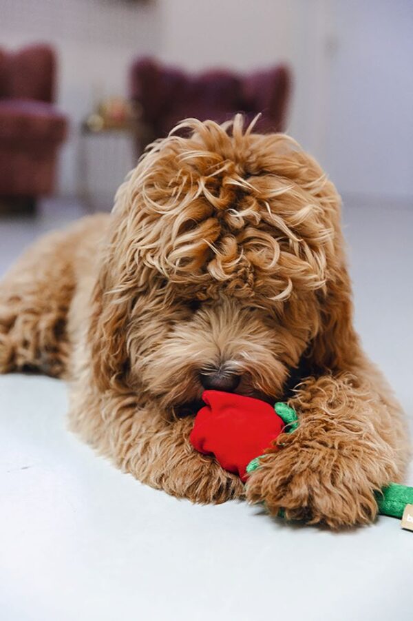 Mänguasi koerale roos punane 30cm