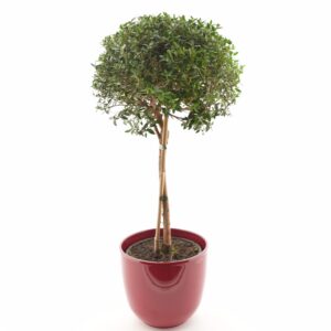 Harilik mürt P17 50cm tüvel