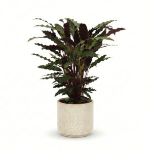 Habe-tiigerlehik ‘Wavestar’ P19 65cm