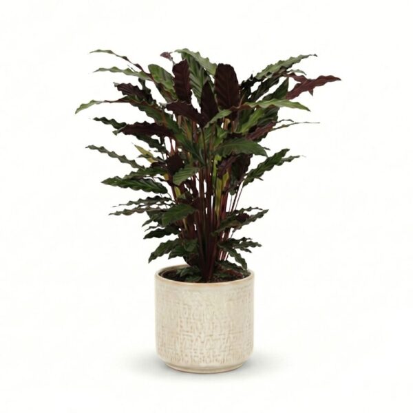 Habe-tiigerlehik 'Wavestar' P19 65cm