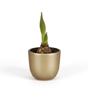 Ratsuritäht ‘Amorita Danu’ P14 3 õievart