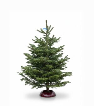 Kaukaasia nulg Nordmann Standard 175-200cm