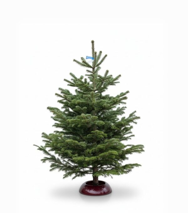 Kaukaasia nulg Nordmann Standard 175-200cm