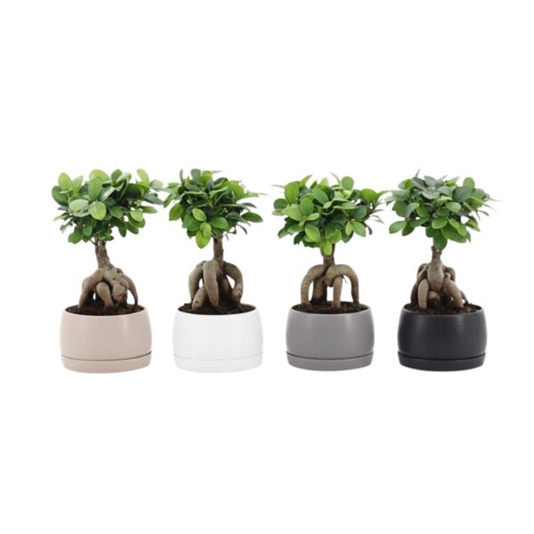 Väikeseviljaline viigipuu 'Ginseng' P16 ümbrispotis