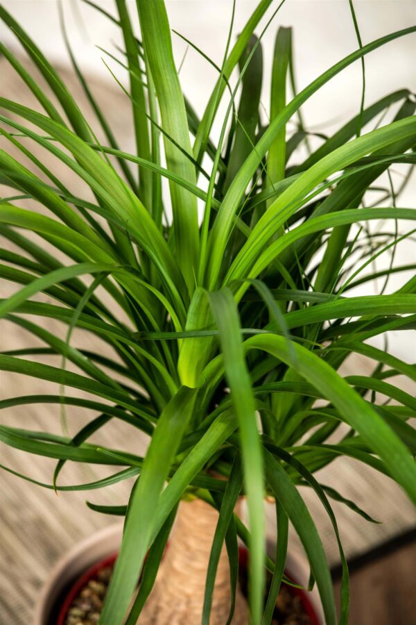 Käändnoliina (bokarna) P19 40cm 1tüvi