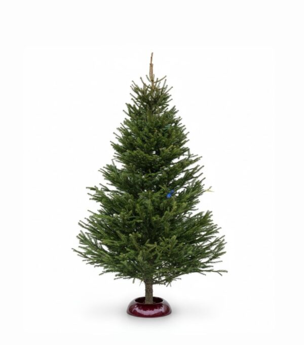 Jõulukuusk 200-250cm