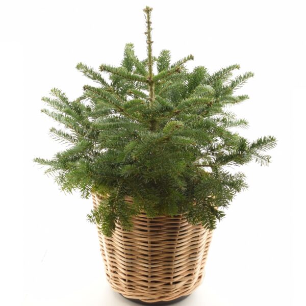 Kaukaasia nulg P24 140cm