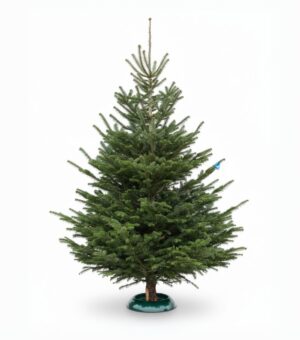 Kaukaasia nulg Nordmann Standard 250-300cm