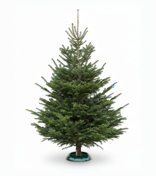 Kaukaasia nulg Nordmann Standard 250-300cm