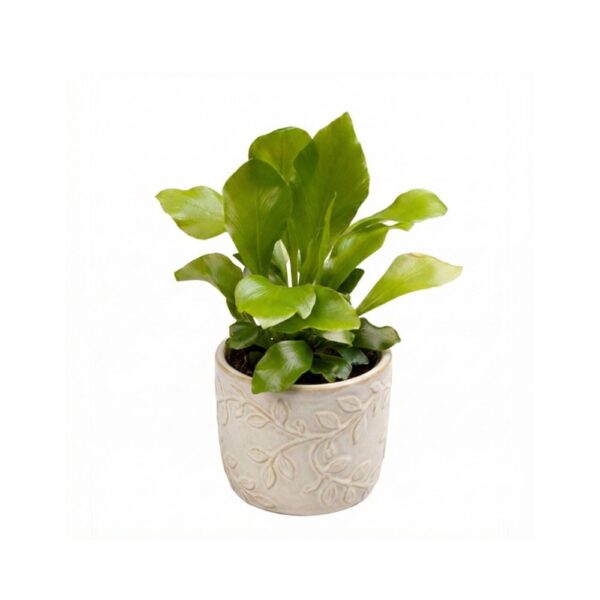 Raunjalg P6 erinevad