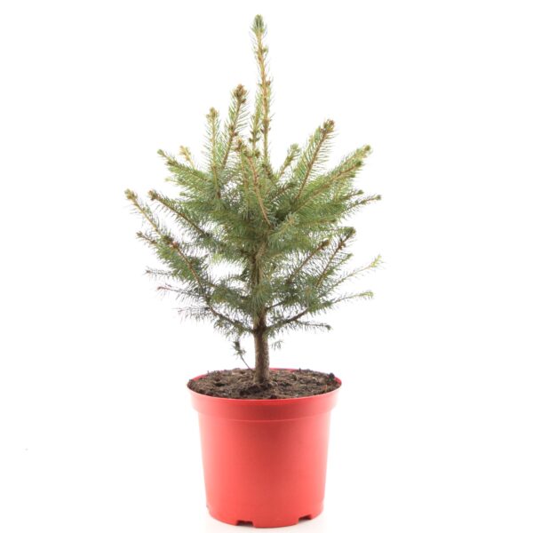 Torkav kuusk 'Super Blue' P23 45cm