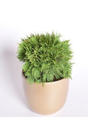 Harilik elupuu ‘Danica’ P11