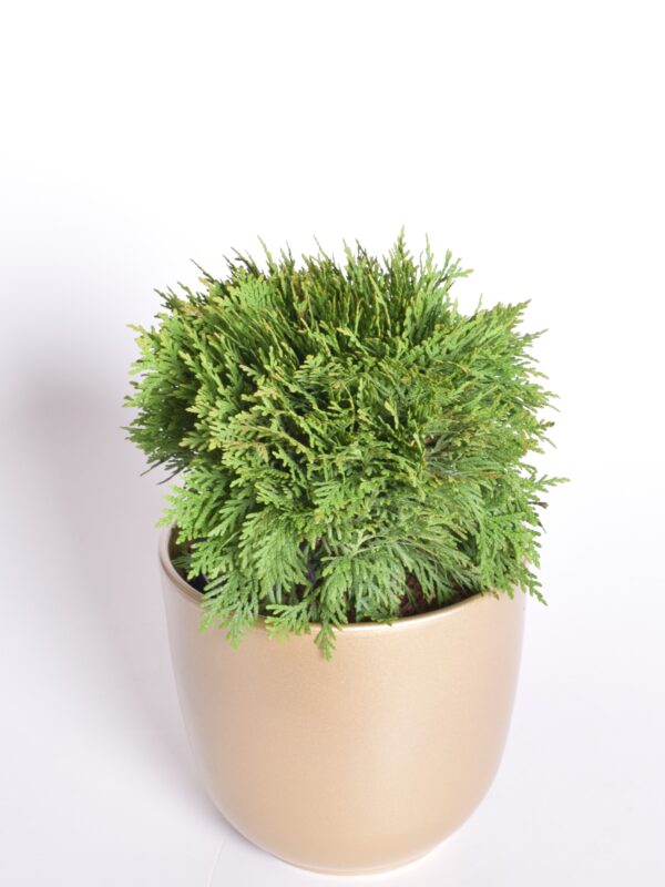 Harilik elupuu 'Danica' P11