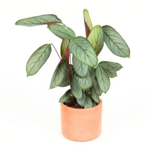 Harjas-sugalill ‘Silverstar’ P19 50cm