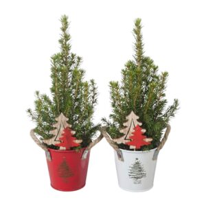 Kanada kuusk ‘Conica’ P9 ümbrispotis ämber