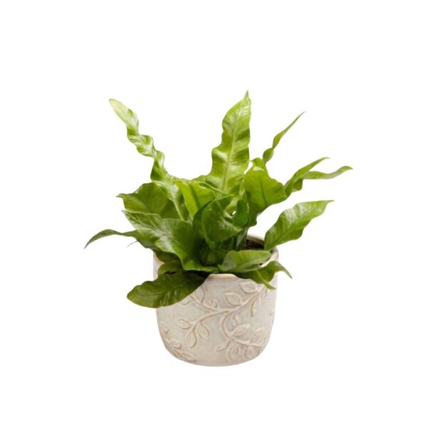 Raunjalg P6 erinevad