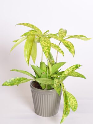 Täpik-draakonipuu ‘Mike’ P12