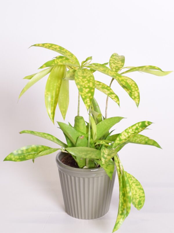 Täpik-draakonipuu 'Mike' P12