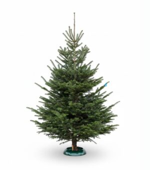 Kaukaasia nulg Nordmann Premium 225-250cm