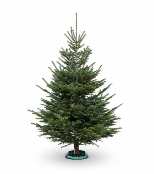 Kaukaasia nulg Nordmann Premium 225-250cm