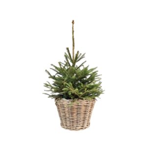 Harilik kuusk P21 100cm