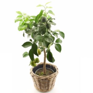 Jaapani mandariinipuu  P22 50cm tüvel