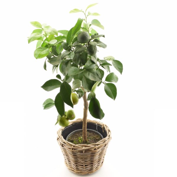 Jaapani mandariinipuu  P22 50cm tüvel