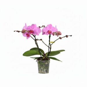 Kuuking ‘Tablo Pink Lady’ P12 3 õievart